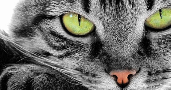 Servicio - Asesoría Comportamental