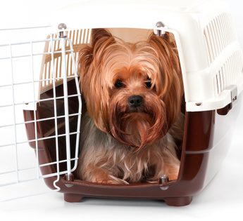 Servicio - Logística Viajes