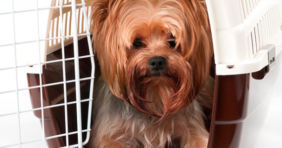 Servicio - Logística Viajes