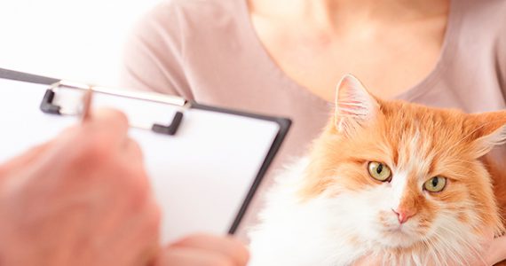 Servicio - Cetificación ICA