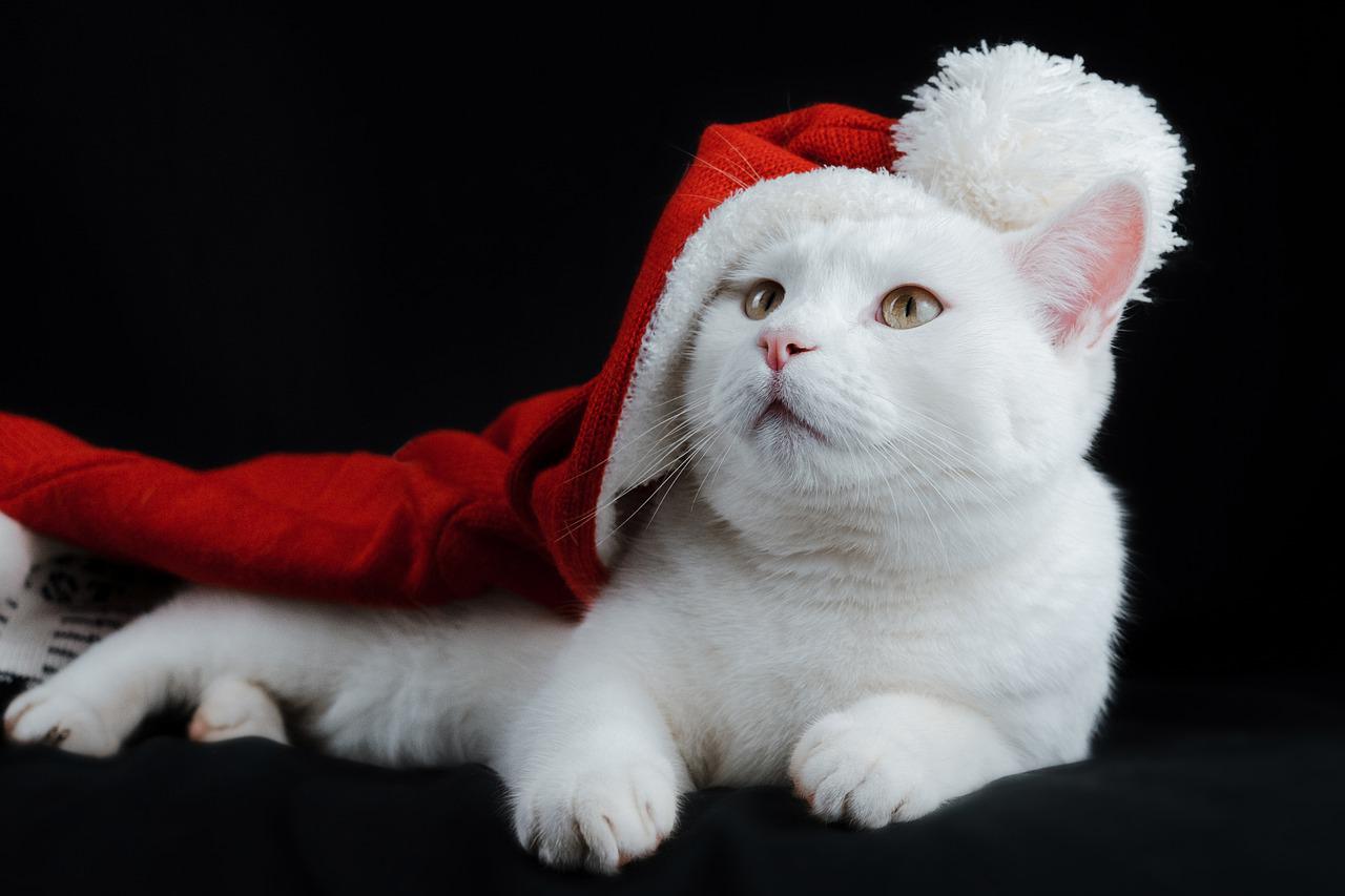 cat, hat, christmas-5836297.jpg