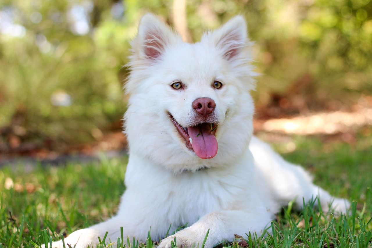 dog, puppy, lapphund-2088424.jpg