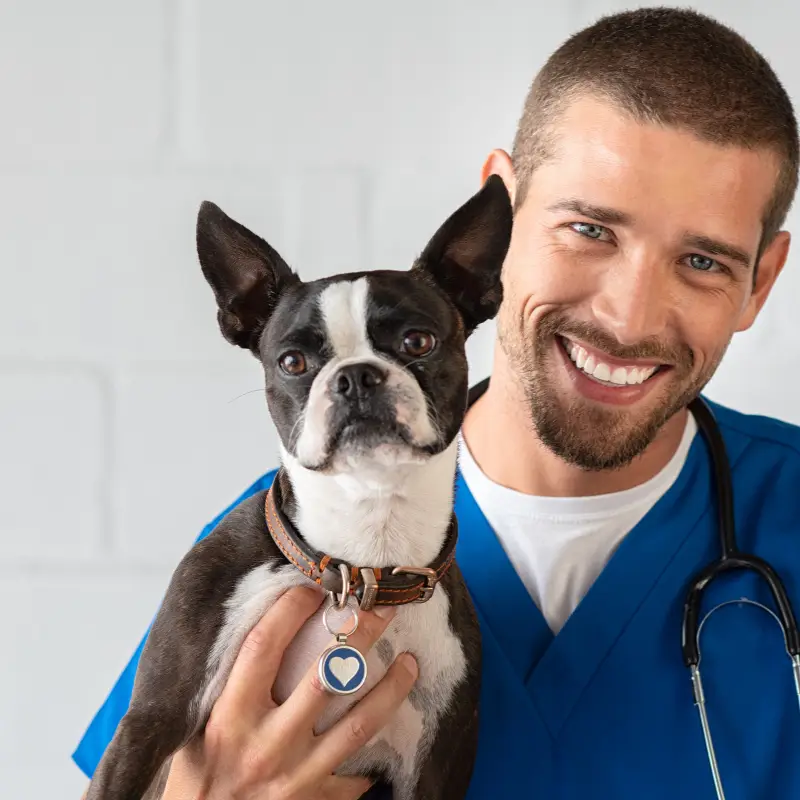 certificado viajes con mascotas