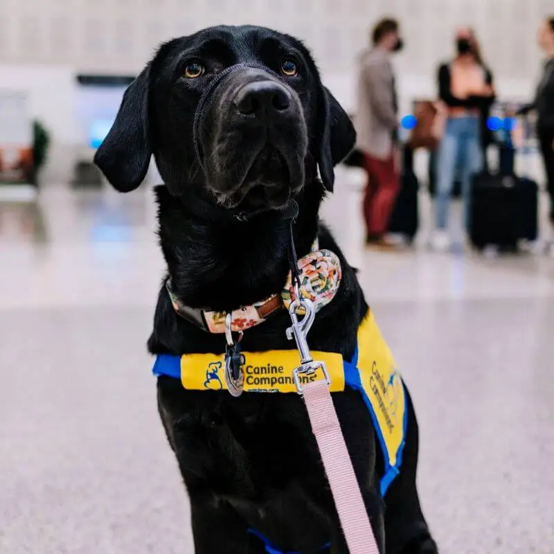 Traslado Mascotas a Europa