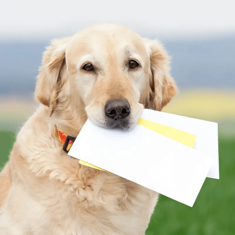 Viajes con mascotas a Canadá