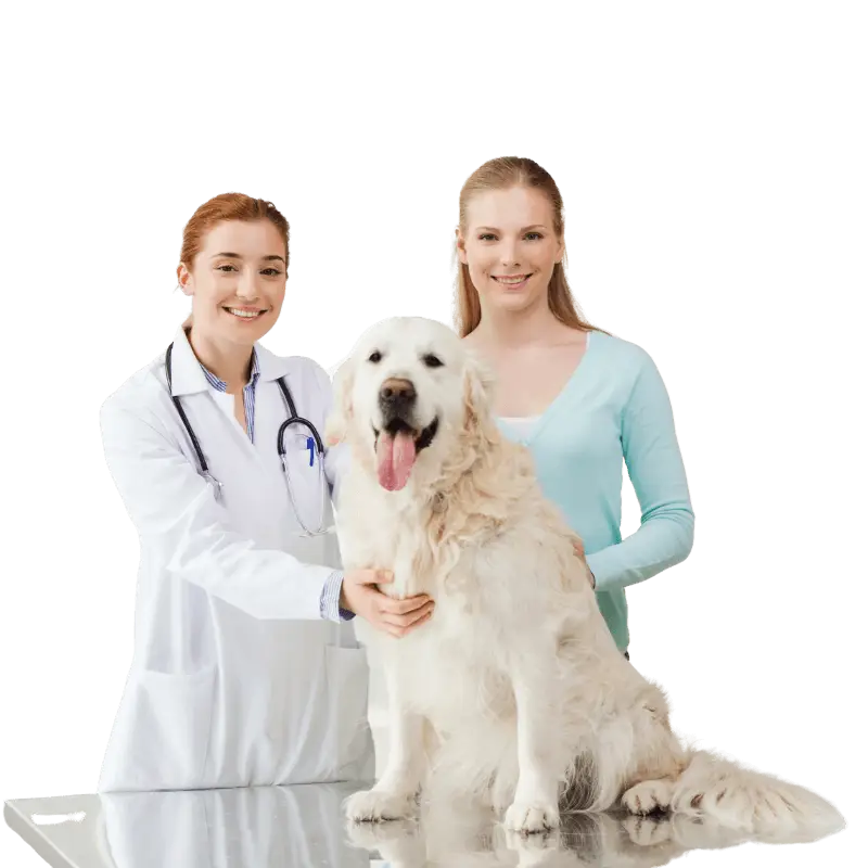 Servicios Viajes con mascotas